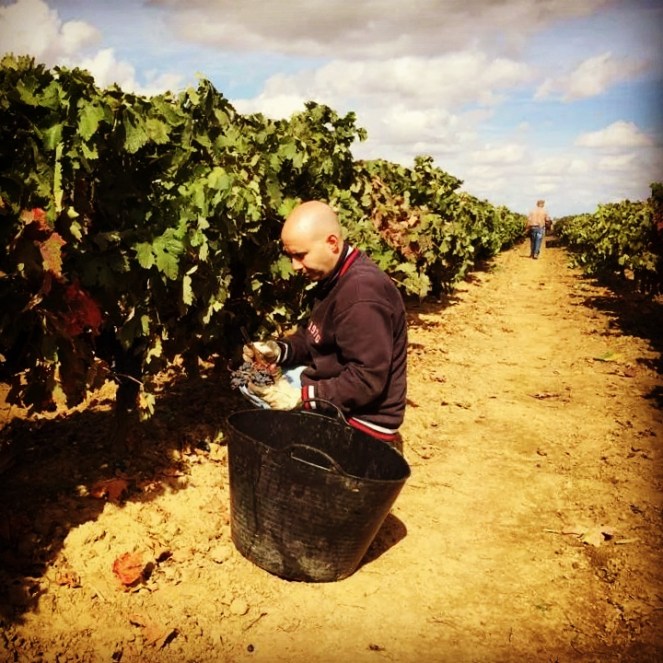 Mini magdalenas de mosto