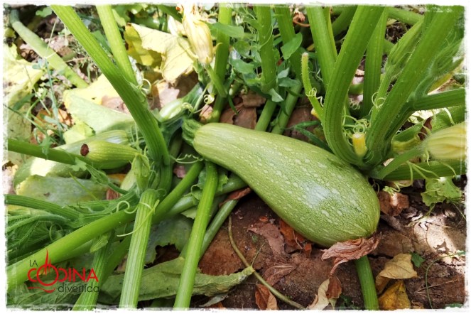 calabacín 
