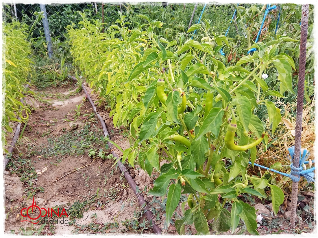 guindilla piparra vinagre encurtido